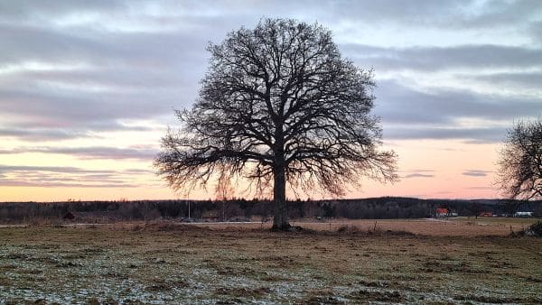 Winter Sun