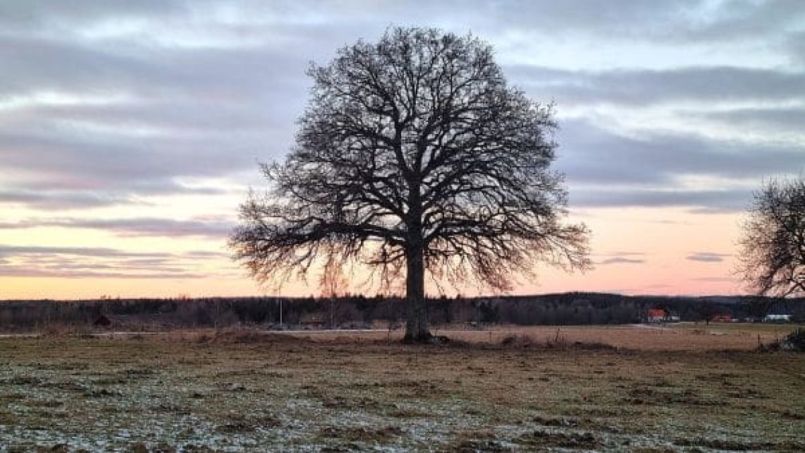 Winter Sun